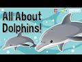 All About Dolphins!