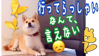 【柴犬 もみさん 】見送らない犬　からの　ここ掘れワンワン　ホリホリスリスリで発散💕　Shiba Inu Momisan  that knows whether you are away