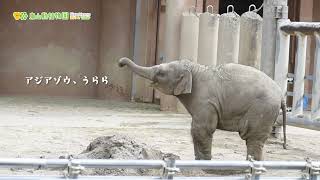 【東山動植物園公式】アジアゾウの赤ちゃん成長記（37）うらら、一人前っぽい？《 アジアゾウ　ゾウ 》