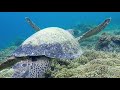 Kemp's Ridley Sea Turtle, Saving a Species