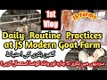 1st Vlog | Daily Routine Practices at JS Modern Goat Farm| Goat ultrasound #beetalgoats #dailyvlog