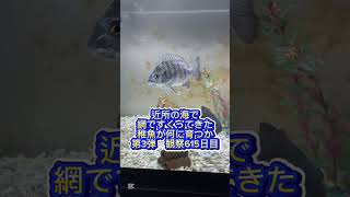 稚魚何に育つか成長記録 第3弾　615日目