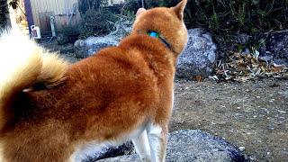 柴犬竜ちゃん　何見つけた？　Shibainu