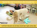 איך תלמדו את כלבכם לא לעלות על המזרן של התינוק