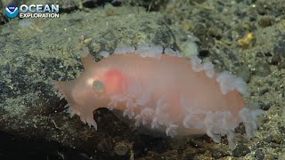 EX2306 Dive 03 Giacomini Seamount Aug 26 2023