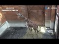 キリンが来た！高知・のいち動物公園