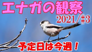 2021年　春　エナガの観察　#3 　今週が予定日！　もうすぐ　誕生！？