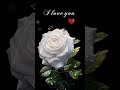 عالی زیبایی خاص عشق بهترین ❤️‍🔥❤️‍🔥❤️‍🔥❤️‍🔥💚💚💚💐💐💐🌹🌹🌹💙💙♥♥