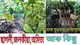 বিদেশ নগৈ ইয়াতে গঢ়িছে কৃষিপাম/নিজৰ লগতে ঘৰ চলাইছে অসমীয়া যুৱকে / কাম কৰাৰ ইচ্ছা থাকিলে সকলো সম্ভৱ