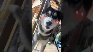 Hakimi  Le Husky le Plus Intelligent et Diligen #shorts #short #shortvideo #chien