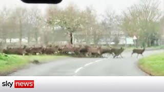 Deer herd takes to the road in Norfolk