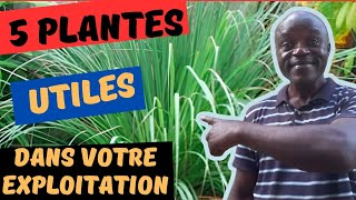 Ces 5 plantes vous faciliteront la vie: citronnelle, vernonia...etc