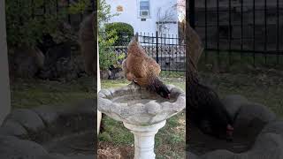 Why Birds Dont Like Our Bird Bath