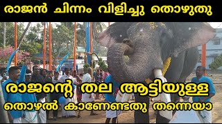 PAMBADY RAJAN l തല കുലുക്കി ചിന്നം വിളിച്ചു തൊഴുതു വണങ്ങി രാജൻ