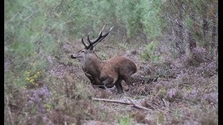 Tir d'un cerf