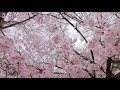 【ふくしま桜紀行】210401今出川と北須川の桜＿2min