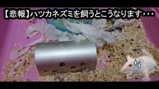 ハツカネズミって管理大変だからね…