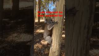 Wild Koala didn't see me while looking for her mate