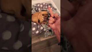 Dog really hates middle finger #dog #reaction #funny #middlefinger