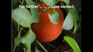 How to Grow Gac Fruit?