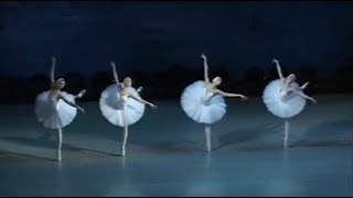 Dance of big swans \