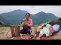 Fertilizing vegetables to harvest giant star fruit in Vietnam for sale in the village