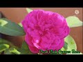 பத்து வகை ரோஜாக்கள் 10varieties of rose rosecollections rosevarieties rose