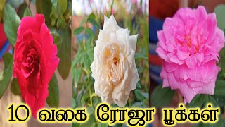 பத்து வகை ரோஜாக்கள்/10Varieties Of Rose #rosecollections #rosevarieties #rose