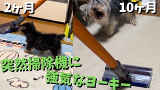 #57【子犬のヨークシャーテリア】ひなた君　突然掃除機に強気な子犬のヨーキー