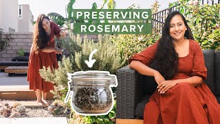 Rosemary: How I Harvest, Prune, Preserve And Use It All Year Long | Tips And Techniques