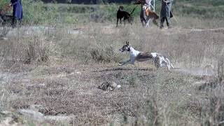 Hunting Dogs 2024 | Rabbit Hunting 2024 | Epic Greyhound Racing | High speed  Hare |New Hunting 2024