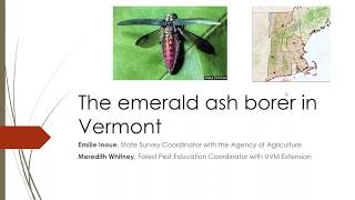 First Detector Webinar: EAB Update June 2018