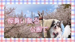 桜舞い散る公園でお散歩するチワワとイタリアングレーハウンド（イタグレ）～Walk in the park where cherry blossoms are scattered～