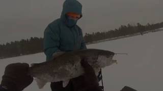 20160206 Kirjolohipilkillä Jalasjärven Saarijärvellä Ice Fishing Rainbow Trout