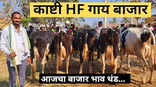 1/2/25 चा काष्टी गाय बाजार | Kashti Bajar | #hfcowmarket #गायपालन