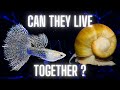 Guppies and Apple Snails – Can They Live Together ?