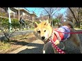 【介助犬留奈ちゃん】小平グリーンロードを散歩する（字幕有：設定でＯＮ）