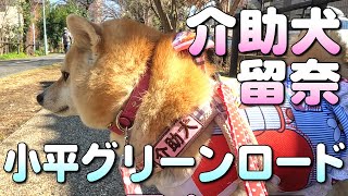 【介助犬留奈ちゃん】小平グリーンロードを散歩する（字幕有：設定でＯＮ）