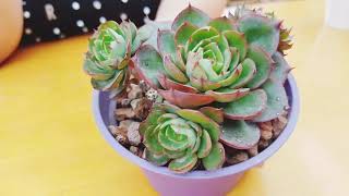 Echeveria yang jin