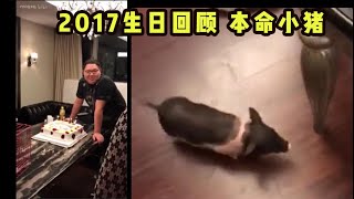 2017年PDD生日礼物猪，这才是骚猪本体！