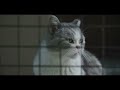 『猫たちのアパートメント』予告編