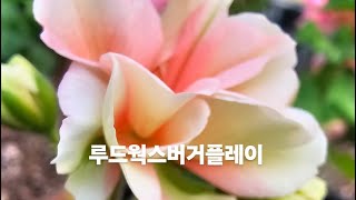 ♡♡♡♡2025년1월8일 분양합니다   010  5161  9036  으로 문자주셔요