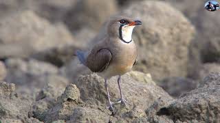 燕鴴(Oriental Pratincole):2021新編台灣野鳥集錦.夏候鳥. (Wild Birds of Taiwan)