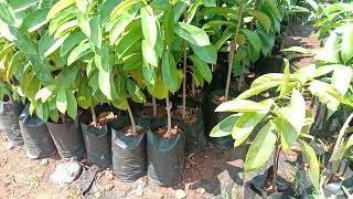 Annona muricata, Soursop, Mullatha, an evergreen fruit tree with medicinal value. Tree saplings