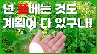 영농일상 | 예초 | 농부는 잡초도 허투루 보지 않는다~ㅋㅋ| #과수원 #팩터한