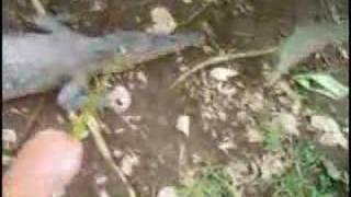 pissing off a croc