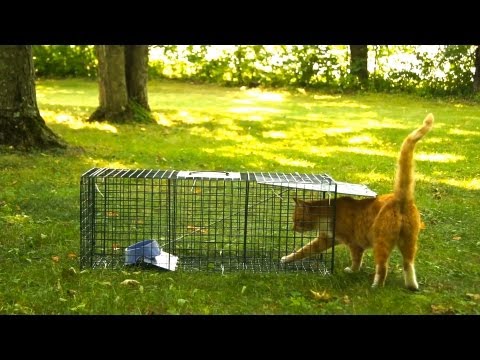 Advantek Live Trap for Cat, Raccoon, Opossum, and Armadillo Value Pack Test Advantek Live Trap for Cat, Raccoon, Opossum, and Armadillo Value Pack Test