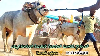 ఎమ్మిగనూరులో సీనియర్ కేటగిరి విభాగంలో మూడవ స్థానం గెలుచుకున్న ఎద్దులు #1million