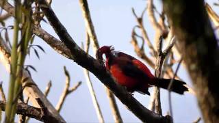 Panama Crimson-backed Tanager pruning