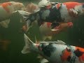 07 kyoto koi farm